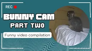 Funny Bun Cam Footage PART TWO! Moments Caught on Pet Security Camera Compilation!