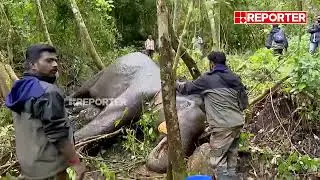 മുറിവാലനും ചക്കക്കൊമ്പനും കൊമ്പ് കോർത്തു, എഴുന്നേൽക്കാനാവാതെ മുറിവാലൻ വീണു | Rescue | Idukki