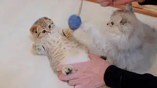 The kitten training hard for his abdominal muscles was so cute! !