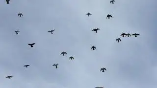 #Pigeons