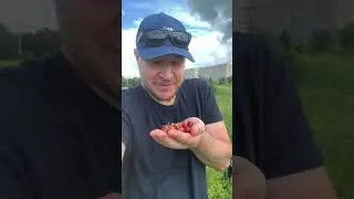 По ягоду в Степногорский парк!