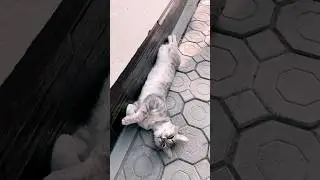 С меня хватит