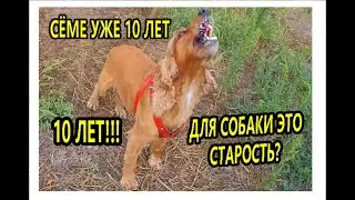 Спаниель Сёма: Уже 10 лет. Собачья старость?