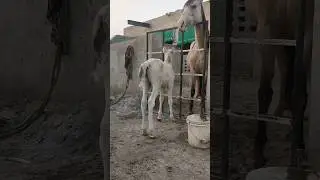 Amazing New Born Colt | Malik Farm