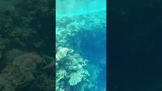 Барракуда атакует: Египет изнутри: Красное море и его обитатели: