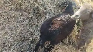 Qo'y va QO'ZILARIMIZNI SOTAMIZ. Qancha ketar ekana???