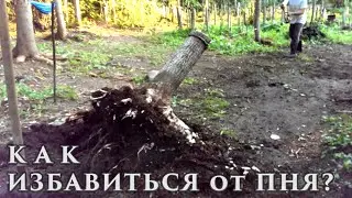 How to GET RID of a Tree Stump | A Simple REAL Way