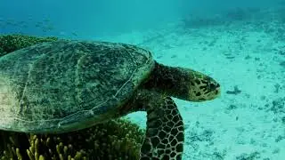 Ski Wreck Turtle
