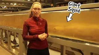 The Giant Squid - Cryptid or Truth 🦑