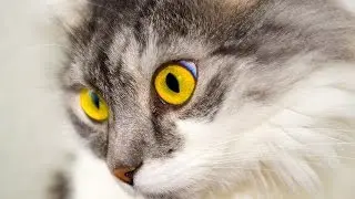 Cat. Part 2. Biology. Spoken article. From Wikipedia, the free encyclopedia