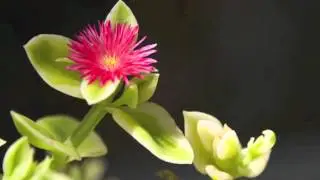 Mezoo Red - All About Color