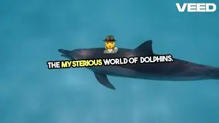 Unlocking the Secrets of Dolphins 🐬 | Did You Know