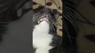 lagi santai yaa #cat #catkucing #babyanimal #catlover #kucingabuabuyanglucu
