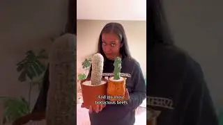 Watering my cacti “aka the beefs” 