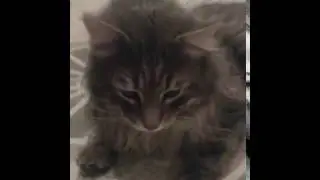 КОТ- ЕНОТ/ кот прется/ самый крутой кот ЮТУБА