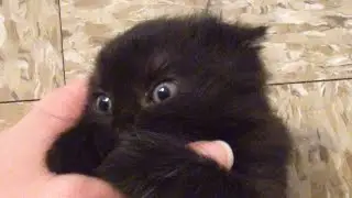 Cutest Tiny House Panther