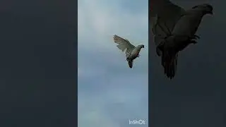 #бой армянского голубя #pigeon🇦🇲✌️