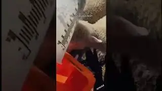 Кто бы мог подумать #short #кот #cat