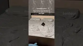 Как ваши котики заправляют постель?🌪️😁 
