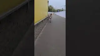 Стенокат