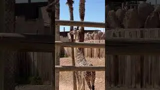 Terra Natura Murcia #zoo #zoospaine