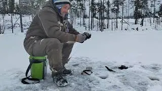 Озеро. Бобринная хата, повсюду следы волка. Ночую на стане.