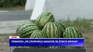 Fermierii: „Pe câmpurile noastre se strică pepenii”