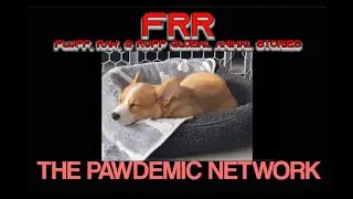 FRR 62: Kitty and Canine Cuteness on TikTok