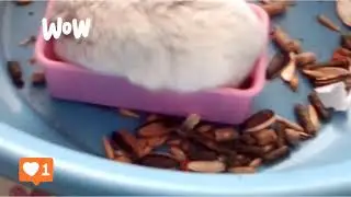 Милый Петя в доме