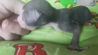 Кошка 