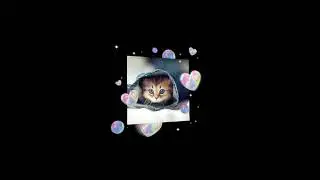 gatinhos para vc assistir de madrugada
