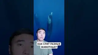 Как Спят Разные Животные?