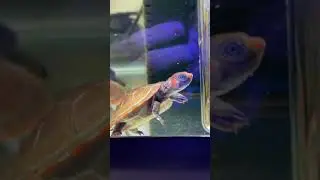 My *RARE* Pet Turtles From The Amazon!! 