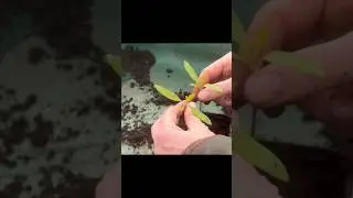 Splitting Tomatoes 🍅#growyourownveg #selfsufficiency  #growyourown #growsomefood #potager