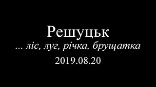 Решуцьк (Україна) ліс, луг, річка, брущатка, серпень 2019 / Reshutsk (Ukraine) forest, meadow, river