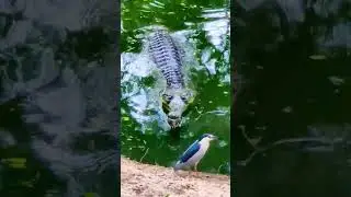 #crocodile