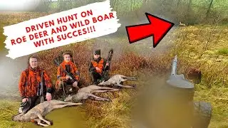 OUR FIRST ROE DEER ON DRIVEN HUNT!!! Driven Hunt on Roe deer and Wild Boar in Belgium.