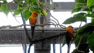 コガネメキシコインコの鳴き声