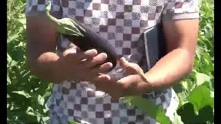 Баклажан РОМА F1