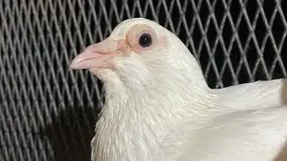 KANINA SİYAHLIK DEĞMEMİŞ 50 YILLIK SAFKAN BEYAZ OYNARLARIM 🕊️🕊️