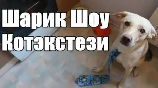 Шарик Шоу - Котекстези (выпуск 43)
