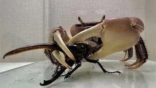 The crab that met the Hercules beetle was in high spirits!