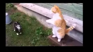 Бокс по кошачьи  Драки с собаками