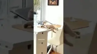 Я кот мне так удобно!
