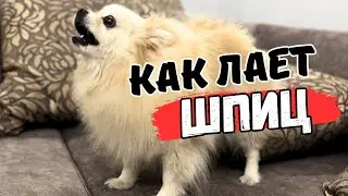 Barking small dog 🐾 Pomeranian Spitz