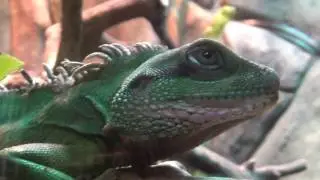 Bunglon Raksasa