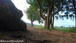 snake sneaks in hay