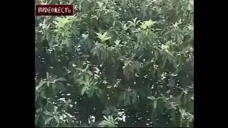 ФЕЙХОА