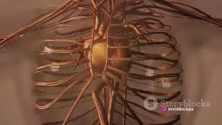 Journey Through the Blood Vessels  Arter