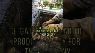 🐝 Honey Bee #bee #shorts #honey #usa